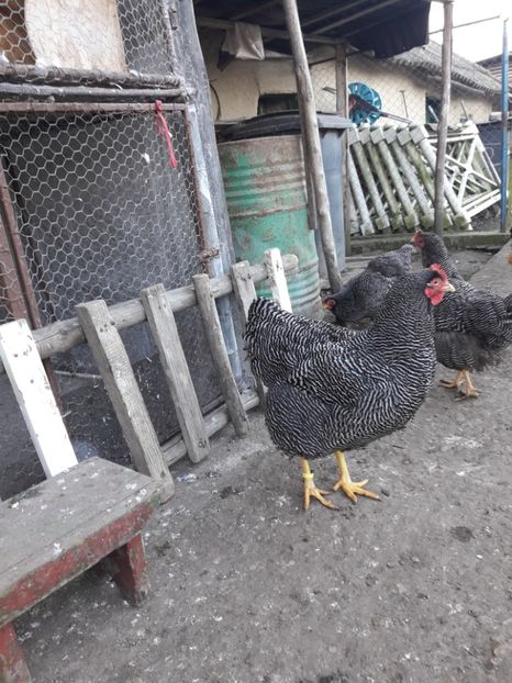  - 6 - B3 PLYMOUTH ROCK BARAT MATCA 2020