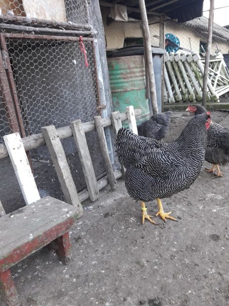  - 6 - B3 PLYMOUTH ROCK BARAT MATCA 2020