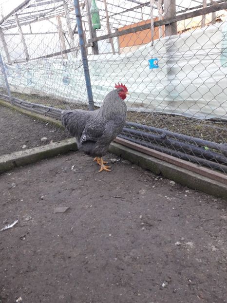  - 6 - B3 PLYMOUTH ROCK BARAT MATCA 2020