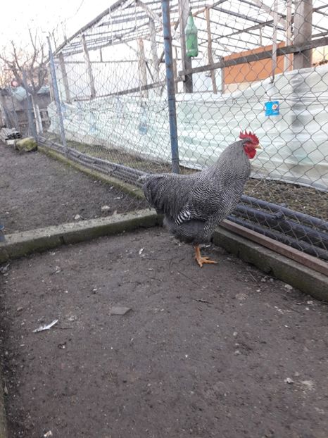  - 6 - B3 PLYMOUTH ROCK BARAT MATCA 2020