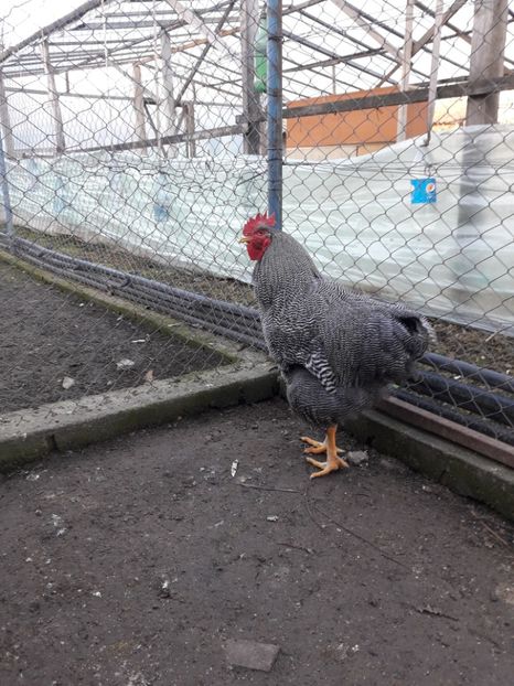  - 6 - B3 PLYMOUTH ROCK BARAT MATCA 2020