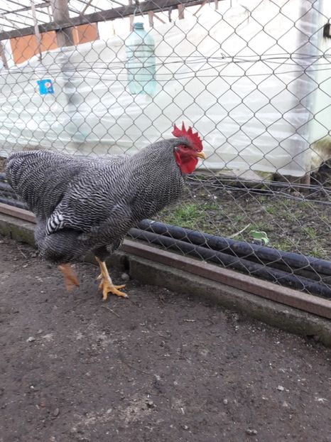  - 6 - B3 PLYMOUTH ROCK BARAT MATCA 2020