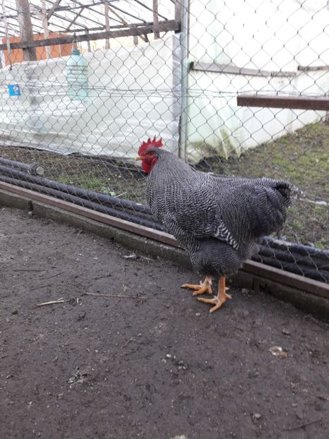  - 6 - B3 PLYMOUTH ROCK BARAT MATCA 2020