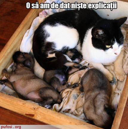 poze-amuzante-pisica-a-nascut-caini - animale amuzante
