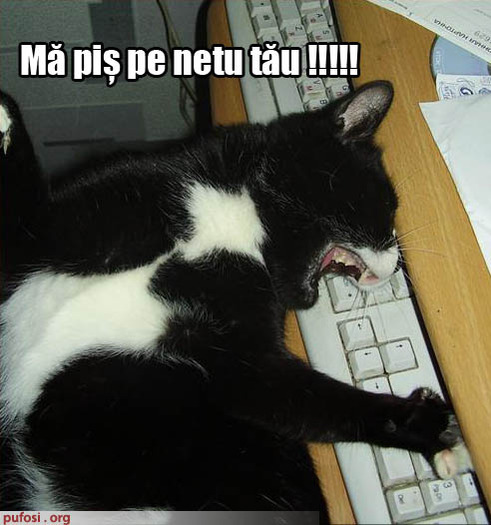 poze-amuzante-pisica-este-nemultumita-de-viteza-internetului - animale amuzante