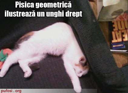 poze-amuzante-pisica-geometrica