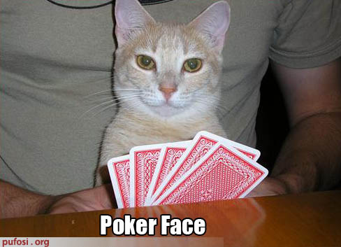 poze-amuzante-pisica-joaca-poker - animale amuzante