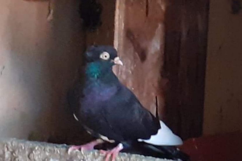  - 5-Jucatori de Amara