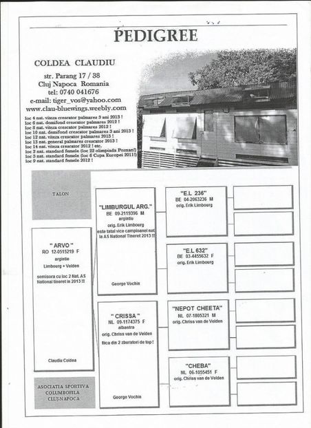 argintia/ped - Porumbei super top 2020 achizitii