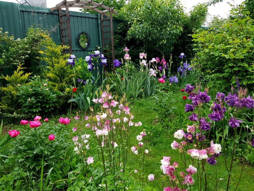 2019 Idilic garden - Z_FAVORITELE gradinii mele