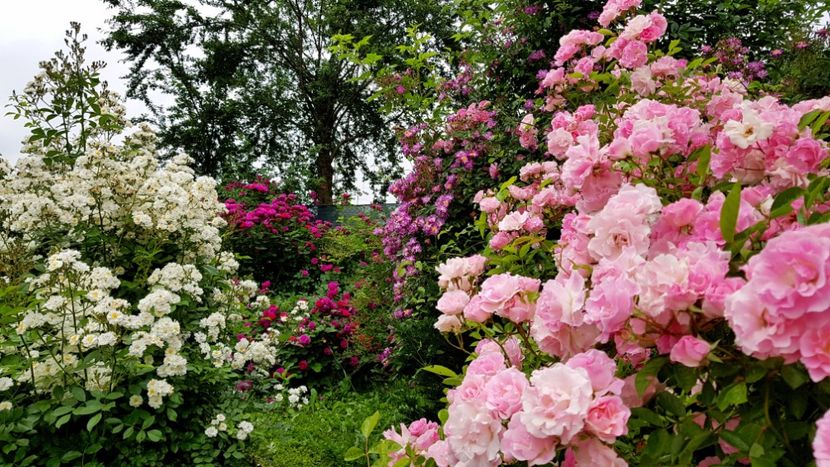 2019 - Z_FAVORITELE gradinii mele