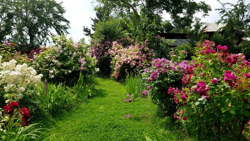 2019 - Z_FAVORITELE gradinii mele