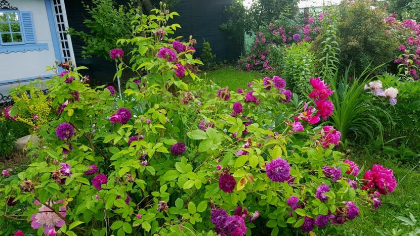 2019 - Z_FAVORITELE gradinii mele
