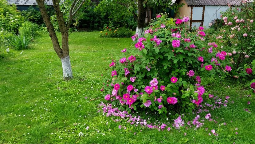 2019 - Z_FAVORITELE gradinii mele