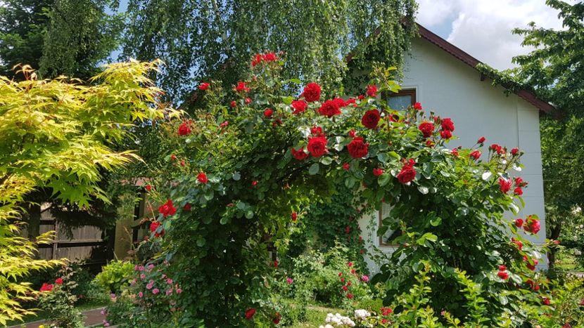 2019 - Z_FAVORITELE gradinii mele