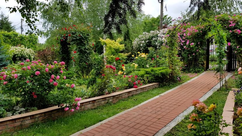2019 - Z_FAVORITELE gradinii mele
