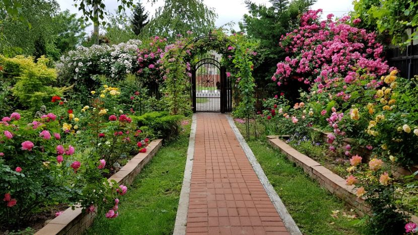 2019 - Z_FAVORITELE gradinii mele