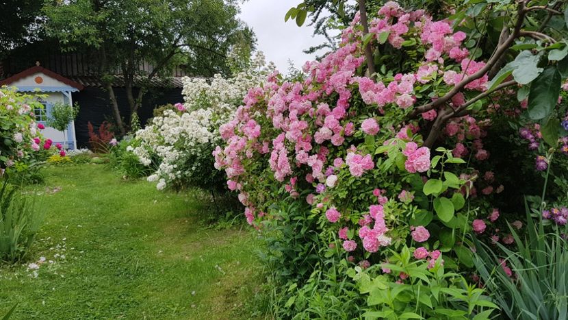 2019 - Z_FAVORITELE gradinii mele