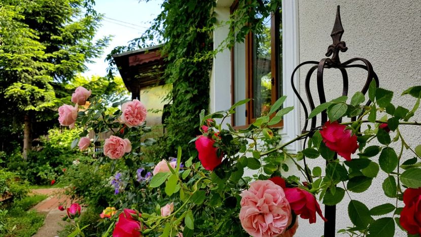 2019 - Z_FAVORITELE gradinii mele
