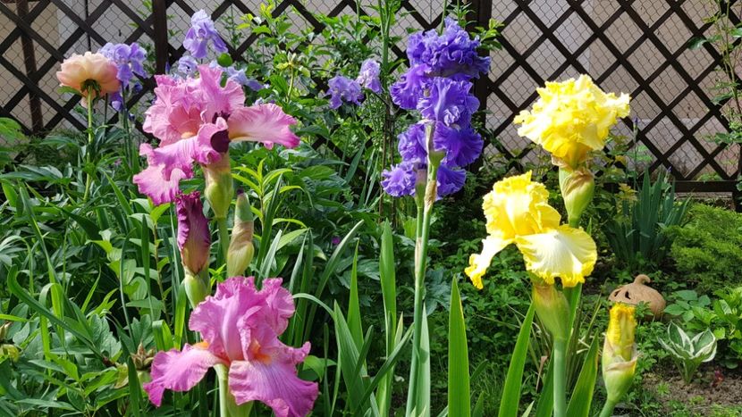 2019 - Z_FAVORITELE gradinii mele