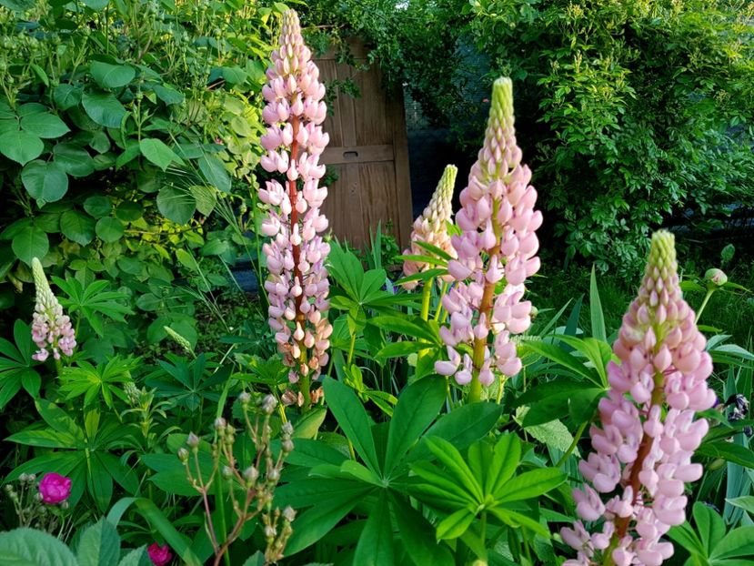 2019 - Z_FAVORITELE gradinii mele