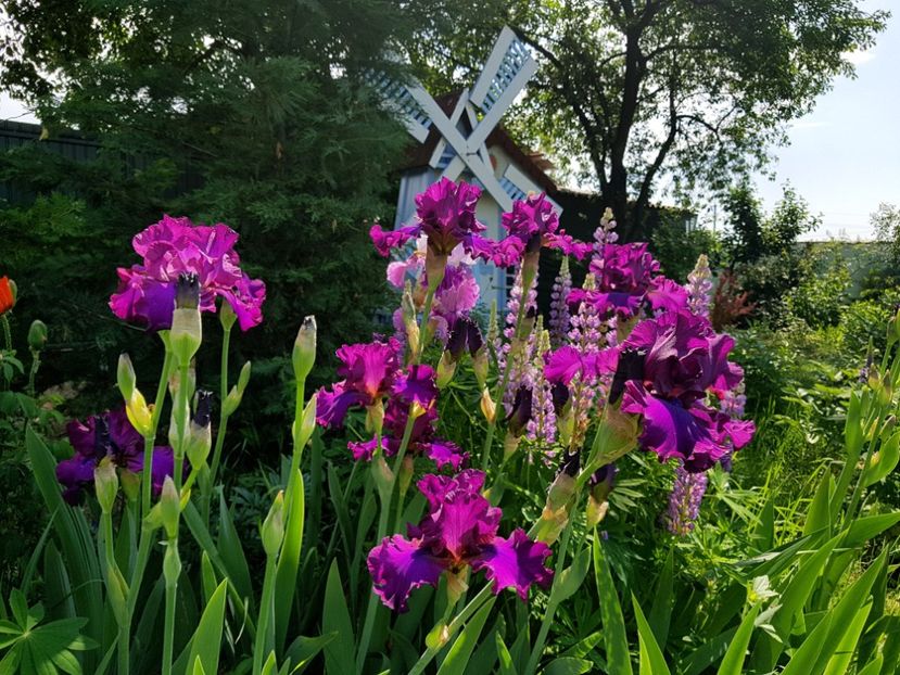 2019 - Z_FAVORITELE gradinii mele