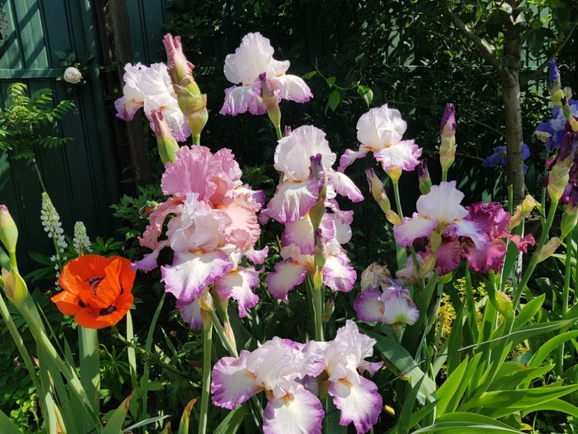 2019 - Z_FAVORITELE gradinii mele