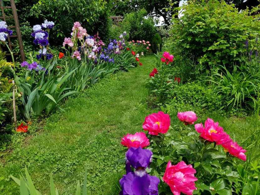 2019 - Z_FAVORITELE gradinii mele