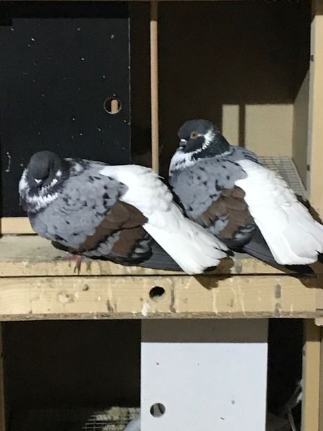 6262578A-4853-4B36-B31F-6BE20F6E365E - Vargati codalbi