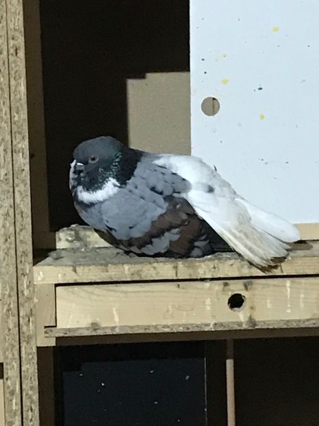 3D32EB66-3DBA-43EF-AF67-C4EF1C930295 - Vargati codalbi