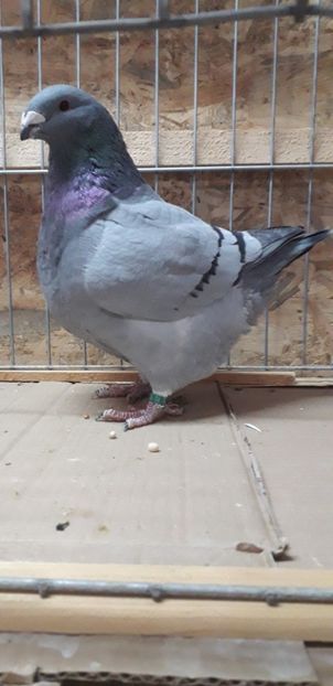 F 2019 - Perechi 2020