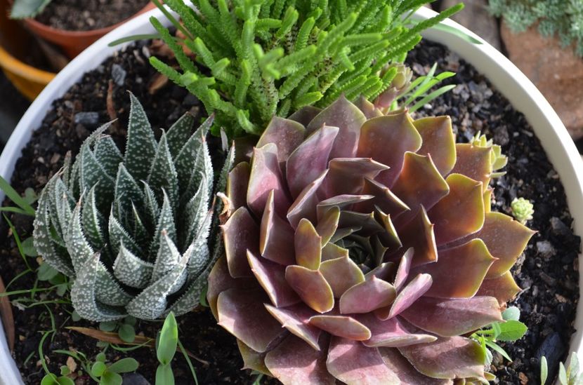  - suculente si cactusi