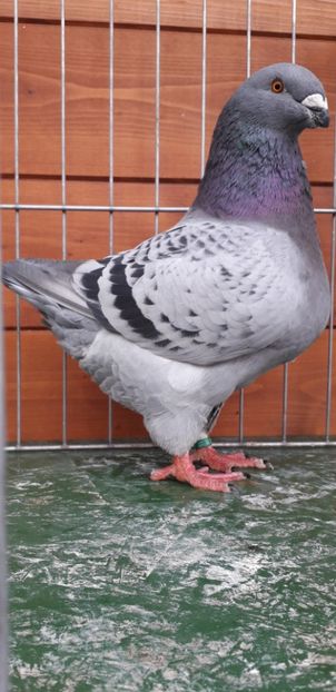 M 2019 - Perechi 2020