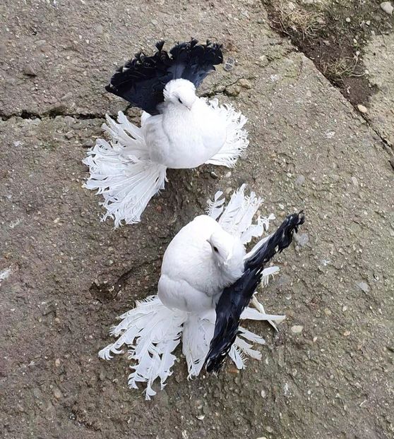  - Omsk si Nordcaucazian 2020