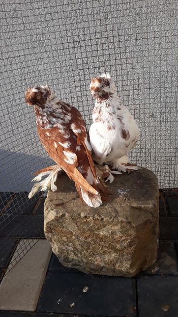  - Evoluție PROECT PESTRIȚ 2019