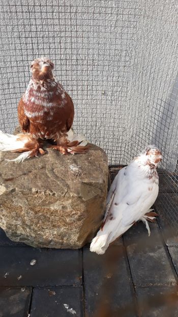  - Evoluție PROECT PESTRIȚ 2019