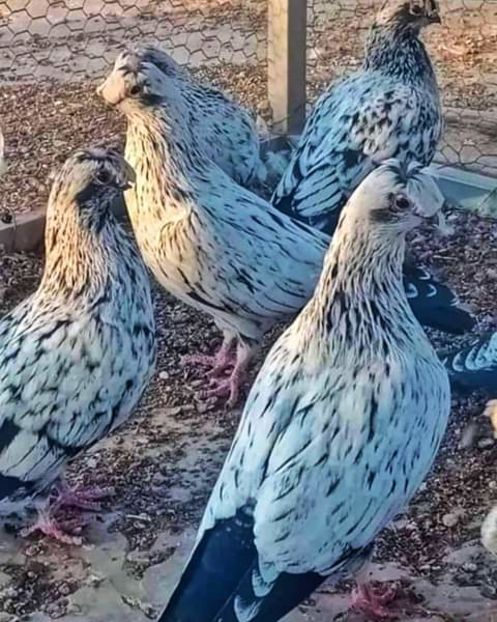  - NU AMI APARTIN 2020