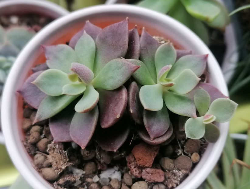 Sinocrassula indica - Sinocrassula