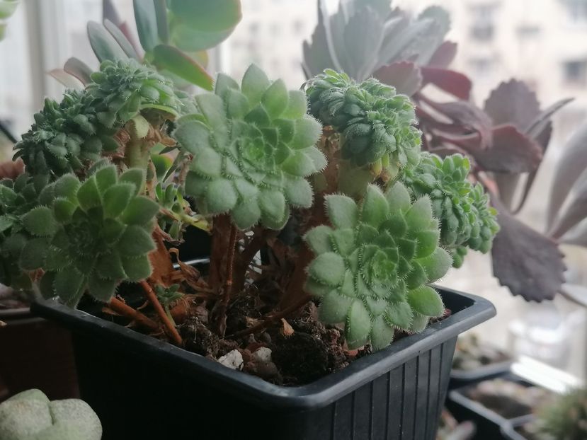 Aeonium tabuliforme - Aeonium