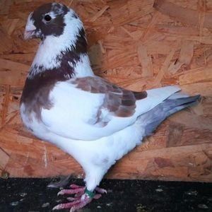  - 3---AGH DAȚI 2019 - 2025