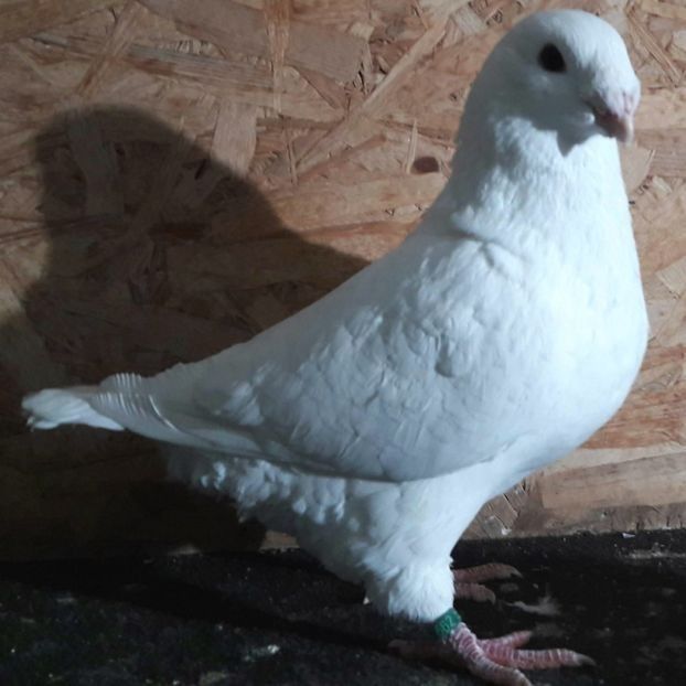  - 3---AGH DAȚI 2019 - 2025