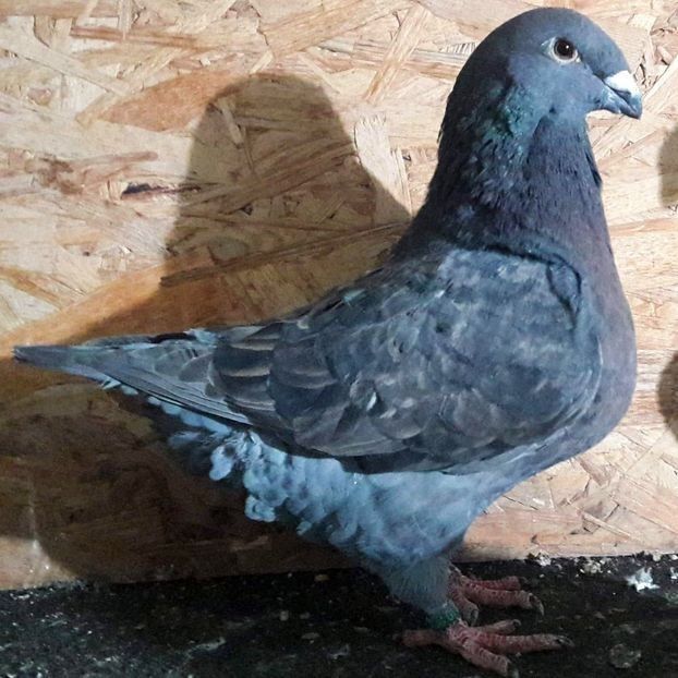  - 3---AGH DAȚI 2019 - 2025