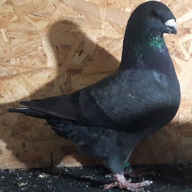  - 3---AGH DAȚI 2019 - 2025