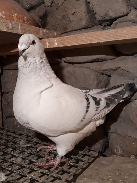 M 19 - Matcă vrdf Masculi 2020