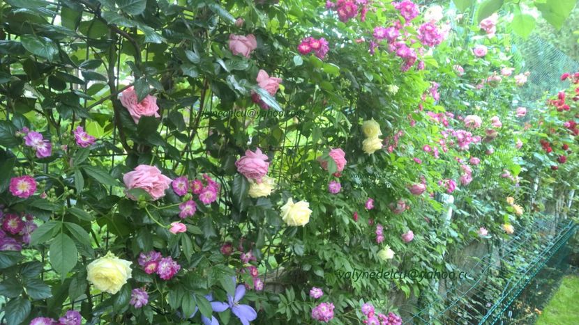 valynedelcu@yahoo.com rose.0136 - Perennial Blue