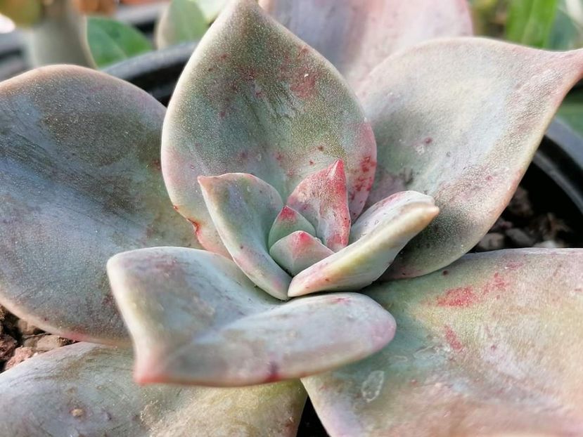 Graptoveria "Albert Baynes" - Graptoveria