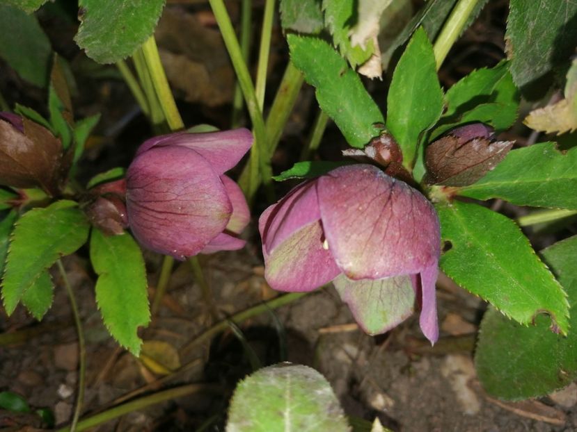  - Spânz helleborus 2020