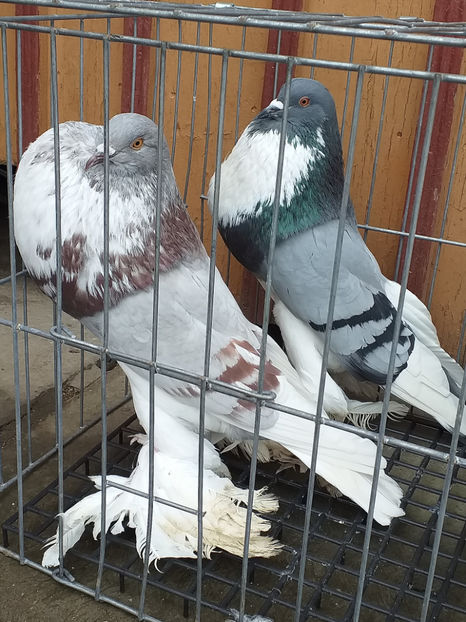 stânga-femelă argintie vândută Vingard - Porumbei VÂNDUȚI