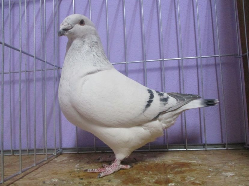 10400-19 - Masculi 2020