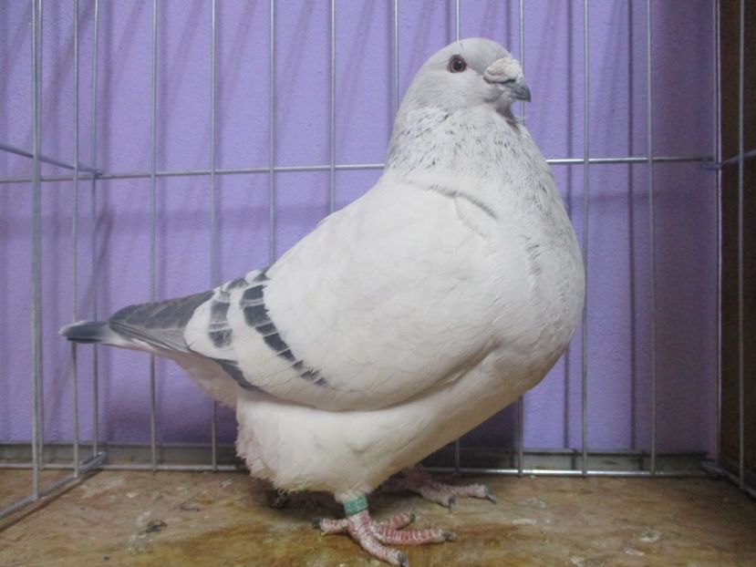 10225-19 - Masculi 2020